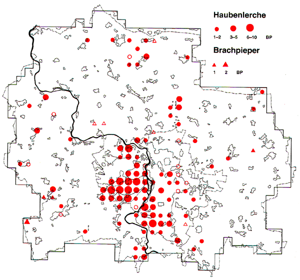 Verbreitung der Haubenlerche in Halle und Saalkreis 1983-1986