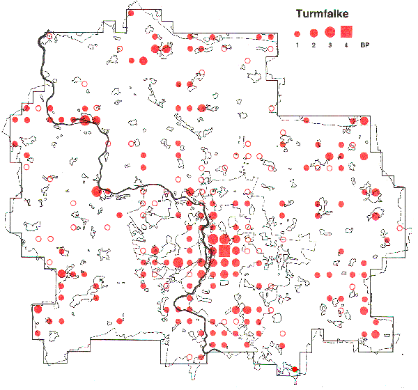 Verbreitung des Turmfalken in Halle und Saalkreis 1983-1986