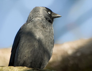 Dohle, Coloeus monedula, Western Jackdaw, Halle