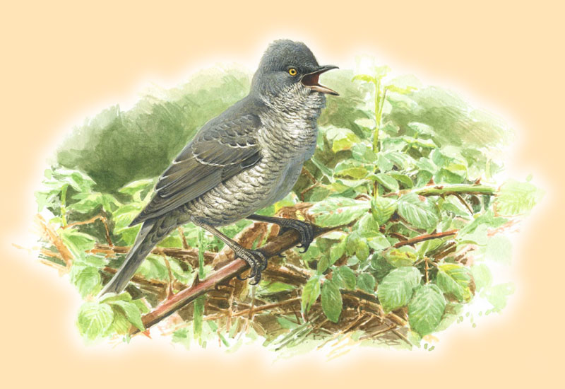 Sperbergrasm�cke, Paschalis Dougalis, Aquarell f�r den Atlas Deutscher Brutvogelarten