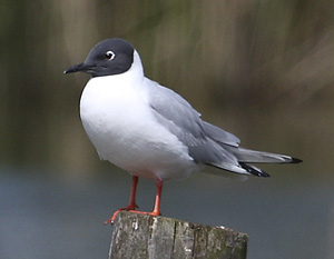 Bonapartem�we, (Larus philadelphia) im Prachtkleid, Salzam�ander bei Langenbogen (SK), Mai 2010, G�nter Struck