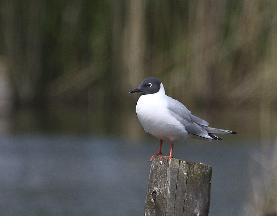 Bonapartem�we, Larus philadelphia, Bonaparte's Gull, Salzam�ander bei Langenbogen (SK)
