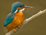 Eisvogel, Alcedo atthis, Kingfisher