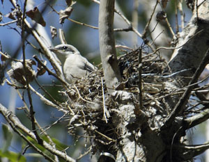 Raubw�rger, Lanius excubitor, Grey Shrike, Ornithologen, Vogelbeobachtung, Halle, Vogelkunde,Vogelschutz