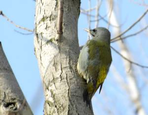 Rabeninsel, Saaleaue Halle, Naturschutzgebiet, Auwald, Grauspecht, Picus canus, Grey Woodpecker, Ornithologen, Vogelbeobachtung, Halle, Vogelkunde,Vogelschutz