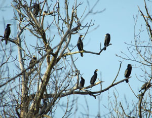 Rabeninsel, Kormoran, Phalacrocorax carbo, Great Cormorant, Auwald, Wilde Saale, Pappelreihe, Naturschutzgebiet, Vogelbeobachtung, Halle, Vogelkunde, Vogelschutz