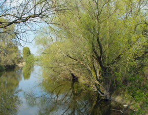 Naturschutzgebiet, Rabeninsel, Saaleaue Halle, Ornithologen, Vogelbeobachtung, Halle, Vogelkunde, Vogelschutz