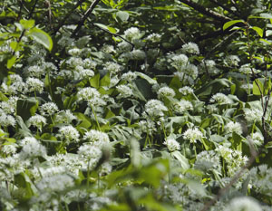 Rabeninsel, Naturschutzgebiet, B�rlauch, Allium ursinum, Fr�hhjahrsaspekt, Auwald, Vogelbeobachtung, Halle, Vogelkunde, Vogelschutz