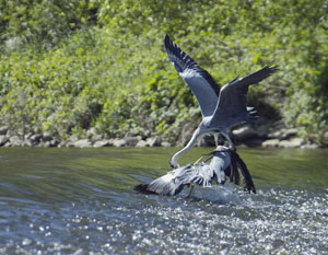 Rabeninsel, Naturschutzgebiet, Auwald, Saaleaue, Vogelbeobachtung, Halle, Vogelkunde, Vogelschutz