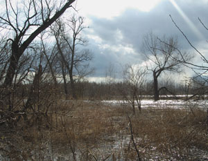 Naturschutzgebiet, Rabeninsel, Saaleaue Halle, Ornithologen, Vogelbeobachtung, Halle, Vogelkunde, Vogelschutz
