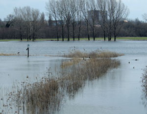 Naturschutzgebiet, Rabeninsel, Saaleaue Halle, Ornithologen, Vogelbeobachtung, Halle, Vogelkunde, Vogelschutz