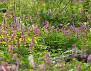 Rabeninsel, Naturschutzgebiet, Fr�hbl�her, Fr�hhjahrsaspekt, Auwald, Lerchensporn, Corydalis cava, Gelbes Windr�schen, Anemone ranunculoides, Ornithologen, Vogelbeobachtung, Halle, Vogelkunde,Vogelschutz