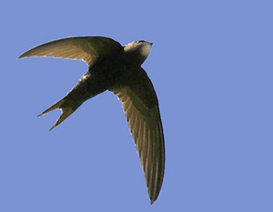 Mauersegler, Apus apus, Common Swift, Halle, Stadtvogelkartierung, Ornithologischer Verein Halle