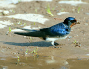 Rauchschwalbe, Hirundo rustica, Barn Swallow