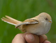 Bartmeise, Panurus biarmicus, Bearted Tit, Beringungsprogramm, Beringung, Vogelfang, Salziger See, Seeburg, Mansfeld-S�dharz