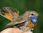 Blaukehlchen, Luscinia svecica cyanecula, Bluethroat, Beringung, Vogelfang, Salziger See, Seeburg, Mansfeld-S�dharz