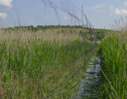 Beringung, Netzwand, Vogelfang, Salziger See, Seeburg, Mansfeld-S�dharz