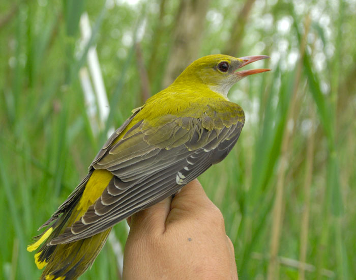 Pirol, Oriolus oriolus, Golden Oriole, Vogelberingung, Vogelfang, Salziger See, Seeburg, Mansfeld-S�dharz, Ornithologischer Verein Halle