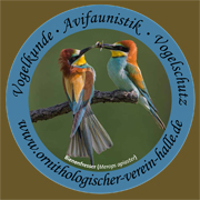 Aufkleber - Bienenfresser
